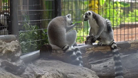 Ring-tailed lemurs (Lemur catta) feeding outdoors in cage in zoo Thailand Stock Footage 118526385