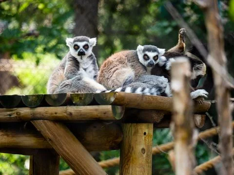 Ring tailed lemurs looking at the camera. Foto stock