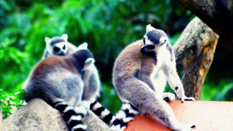 Ring Tailed Lemurs Perched in a Sunlit Spot Stock Footage 314298556