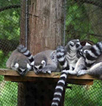 Ring Tailed Lemurs Stock Photos