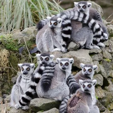 Ring tailed lemurs Stock Photos
