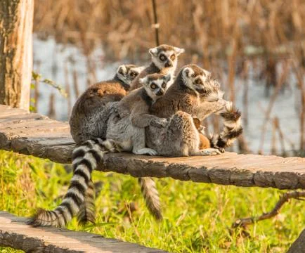 Ring tailed lemurs Stock Photos