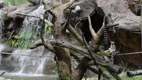 Ring-Tailed Lemurs Resting on Tree Branches with Waterfall in Zoo Habitat Stock Footage 341042614
