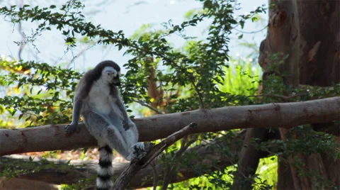 Ring-tailed Lemurs sitting on tree and looking around Stock-Footage 45672841