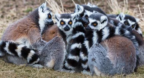 Ring-tailed lemurs snoozing in the sun Stock Photos