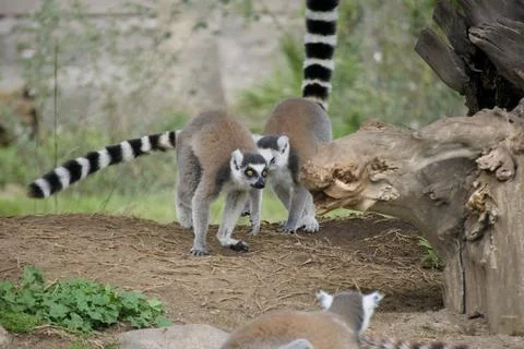 Ring tailed lemurs socializing on ground in zoo habitat Stock Photos