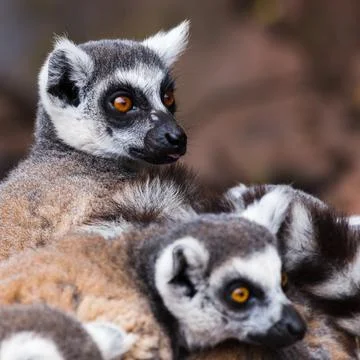 Ring-tailed lemurs spooked Stock Photos