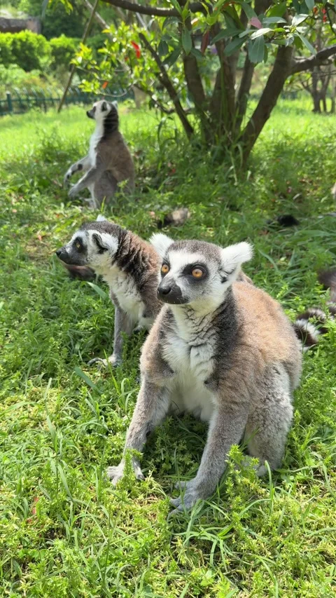 Ring tailed lemurs stand alert in a lush green savannah like environment Vídeos de archivo 334092487