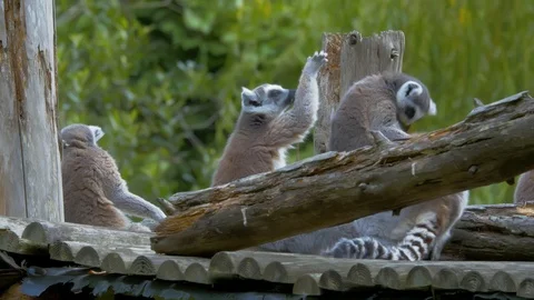 Ring Tailed Lemurs standing together and cleaning themselves Video stock 114996295