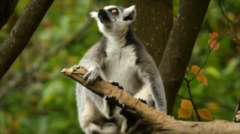 Ring-tailed Lemurs Watching the Sky, Yoda Stock Footage 56505472