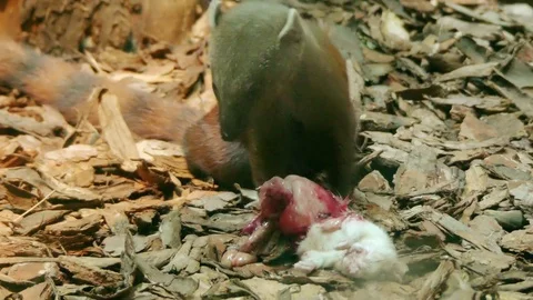 Ring-tailed mongoose (Galidia elegans) Stock Footage 85215617