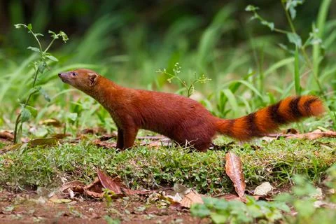 Ring-tailed Mongoose, Galidia elegans Stock Photos