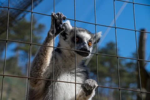Ring-tailed monkey or Lemur Catta Stockfoto's