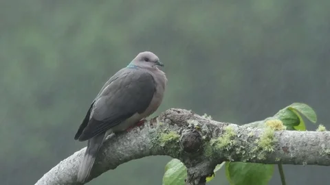 Ring-tailed Pigeon, Roosting in rain, Blue Mountains, Jamaica Stock Footage 83733765