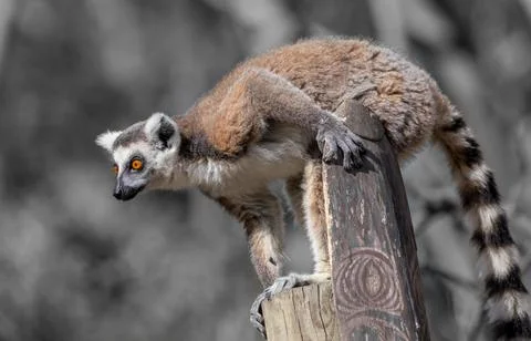 Ring-Talied Lemur Foto stock