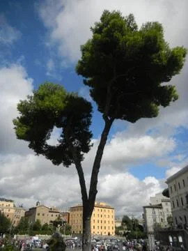 Ring trees Foto stock