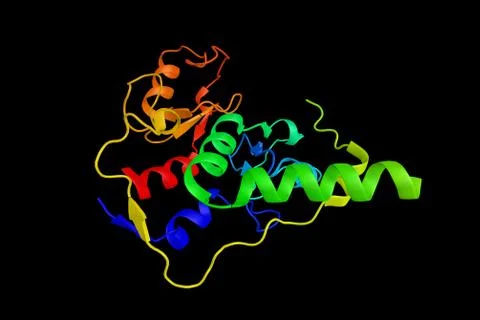 RING2, one of the PcG proteins. It has been shown to interact with, and sup.. Illustration
