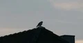 Ringdove sitting on roof top silhouette at late afternoon 4k or 4k+ Resolution