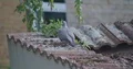 Ringdove walking on mossy roof in city backyard area 4k or 4k+ Resolution