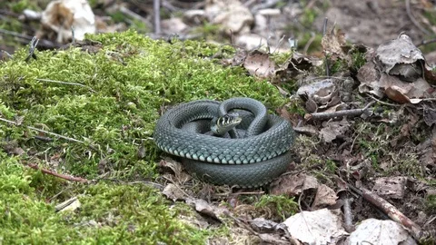 Ringed grass snake Natrix natrix on moss in spring Video stock 89515077