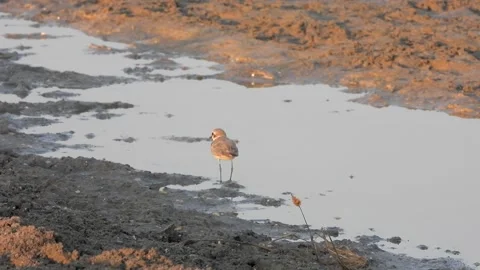 Ringed Kentish plover bird standing alone on bare sandy shoreline - Charadrius Video stock 339930086