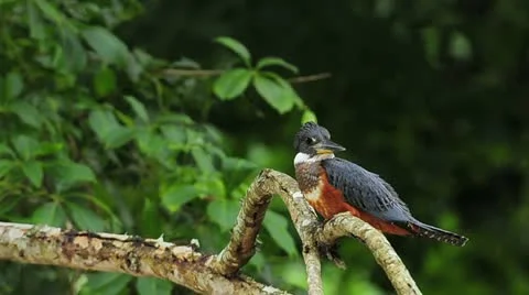 Ringed Kingfisher Stock Footage 11302533
