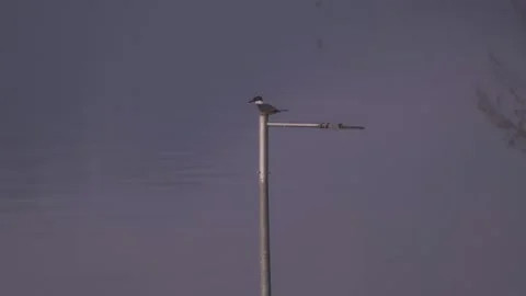 Ringed Kingfisher. Perched on a lamppost, taking a shit and flying. Vídeos de archivo 256643734
