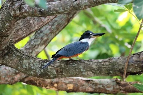 Ringed Kingfisher Stock Photos