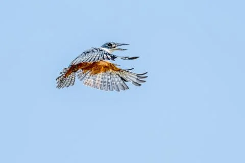 Ringed Kingfisher Stock Photos