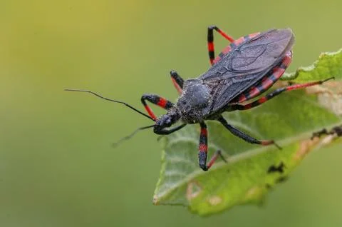 Ringed murder bug, heteroptera, murder bug, red-banded assassin bug, reduviidae, Stock Photos