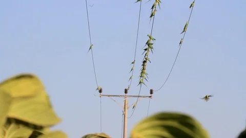 Ringed necked parakeet flock on power line Stock Footage 89951191