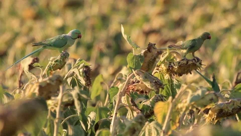 Ringed necked parakeet Stock Footage 98270815
