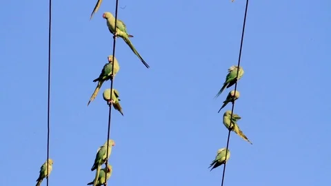 Ringed necked parakeet on power line Stock Footage 89951327