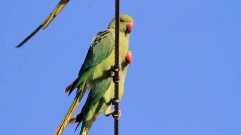 Ringed necked parakeet on power line 스톡 동영상 89951378