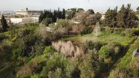 Ringed necked parakeets flying over rose garden Stock Footage 113174747