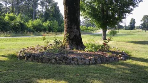 Ringed Oak Stock Photos