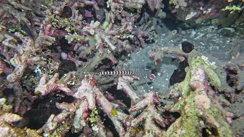 Ringed Pipefish Stock Footage 341994295