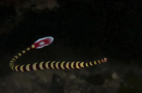 Ringed pipefish Stock Photos