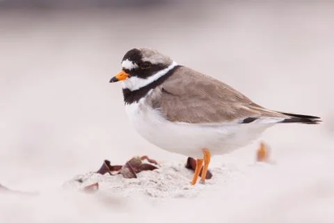 Ringed plover on a beach Stock Photos