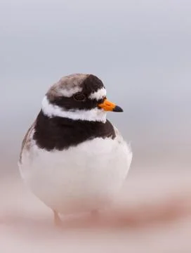 Ringed plover on a beach Stock Photos