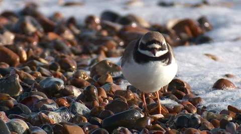 Ringed Plover  (Charadrius hiaticula) on beach Stock Footage 51385722
