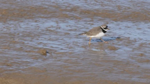 Ringed plover Charadrius  hiaticula foraging over salt marsh Stock-Footage 98903720