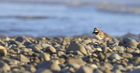 Ringed Plover (Charadrius hiaticula) hidden amongst pebbles on a beach. Stock Footage 211612508