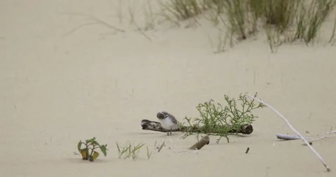 A ringed plover chick cleans its feathers, 4k slomo Stock Footage 258166145