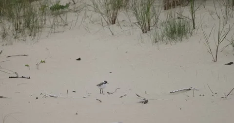 Ringed Plover chick in the dunes, 4K slomo Stock Footage 258153853