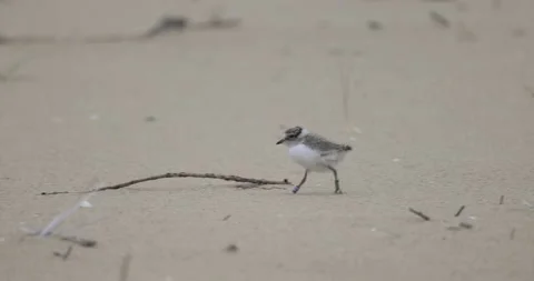 A ringed plover chick dynamically runs on the beach, 4K slomo Stock Footage 258148708