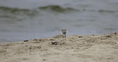 A ringed plover chick feeds on the sea shore, 4K slomo Stock Footage 258151696