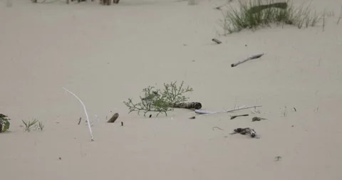 A ringed plover chick hidden behind a bush, 4K slomo Stock Footage 258160379