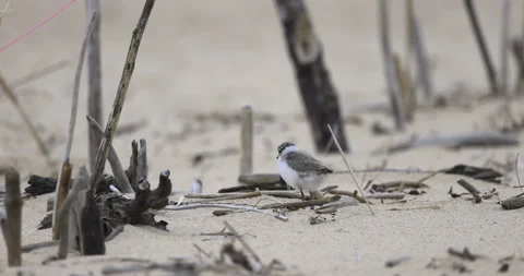 Ringed Plover chick hidden in sticks, 4K slomo Stock Footage 258156632