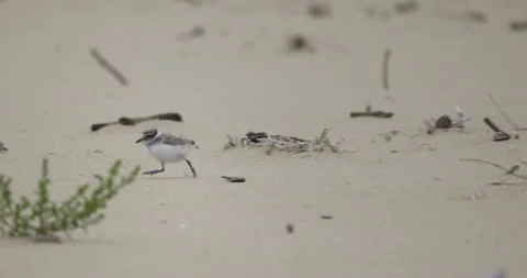 A ringed plover chick runs on the beach, 4K slomo Stock Footage 258147090
